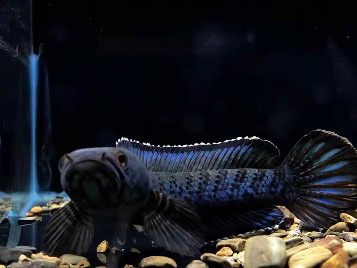 观赏鱼活体雷龙鱼鳢科黄金眼镜蛇雷龙热带鱼蛇头鱼淡水鱼