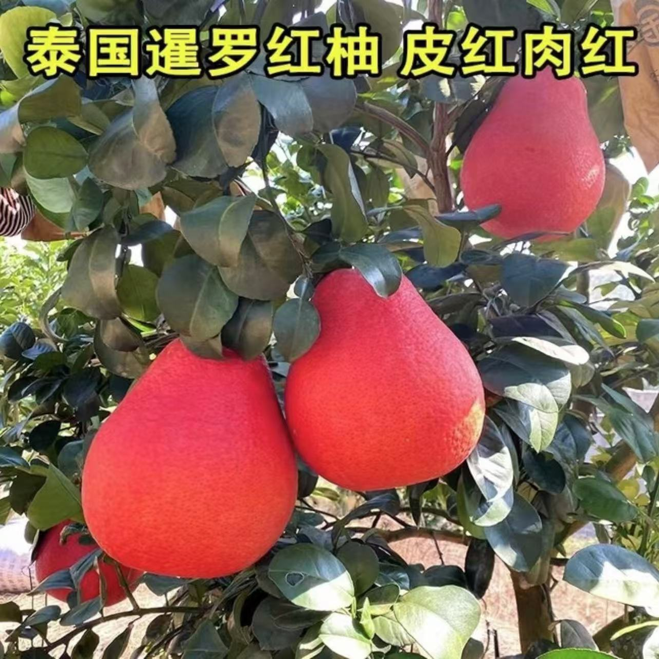 【柚子树苗】正宗红心柚子果树苗阳台庭院盆栽地栽无籽红心柚子苗