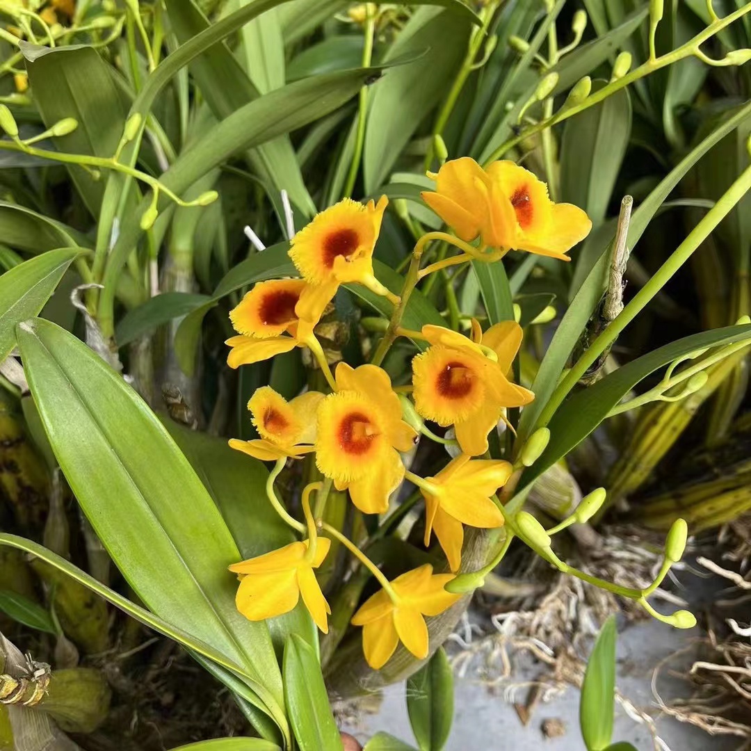 各种花花草草。物美价廉