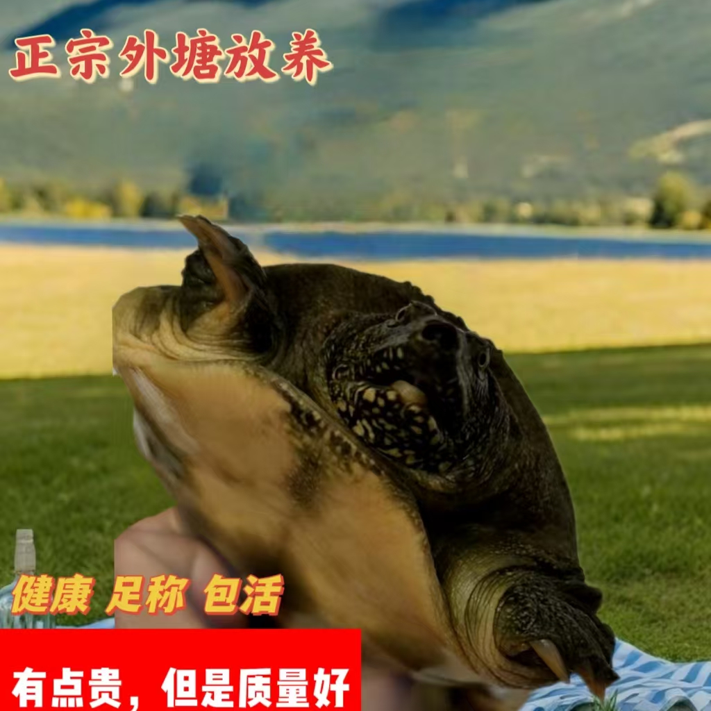 现称现卖，称多少算多少。自由自在，瑕疵福利款