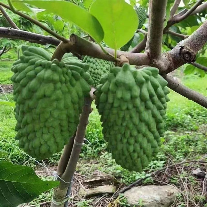 榴莲释迦果树嫁接释迦果苗南方种植当年结果盆栽地栽庭院种植