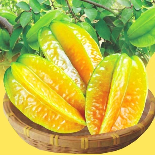 杨桃树果苗嫁接甜杨桃多年生南方盆栽地栽庭院种植栽培果树苗