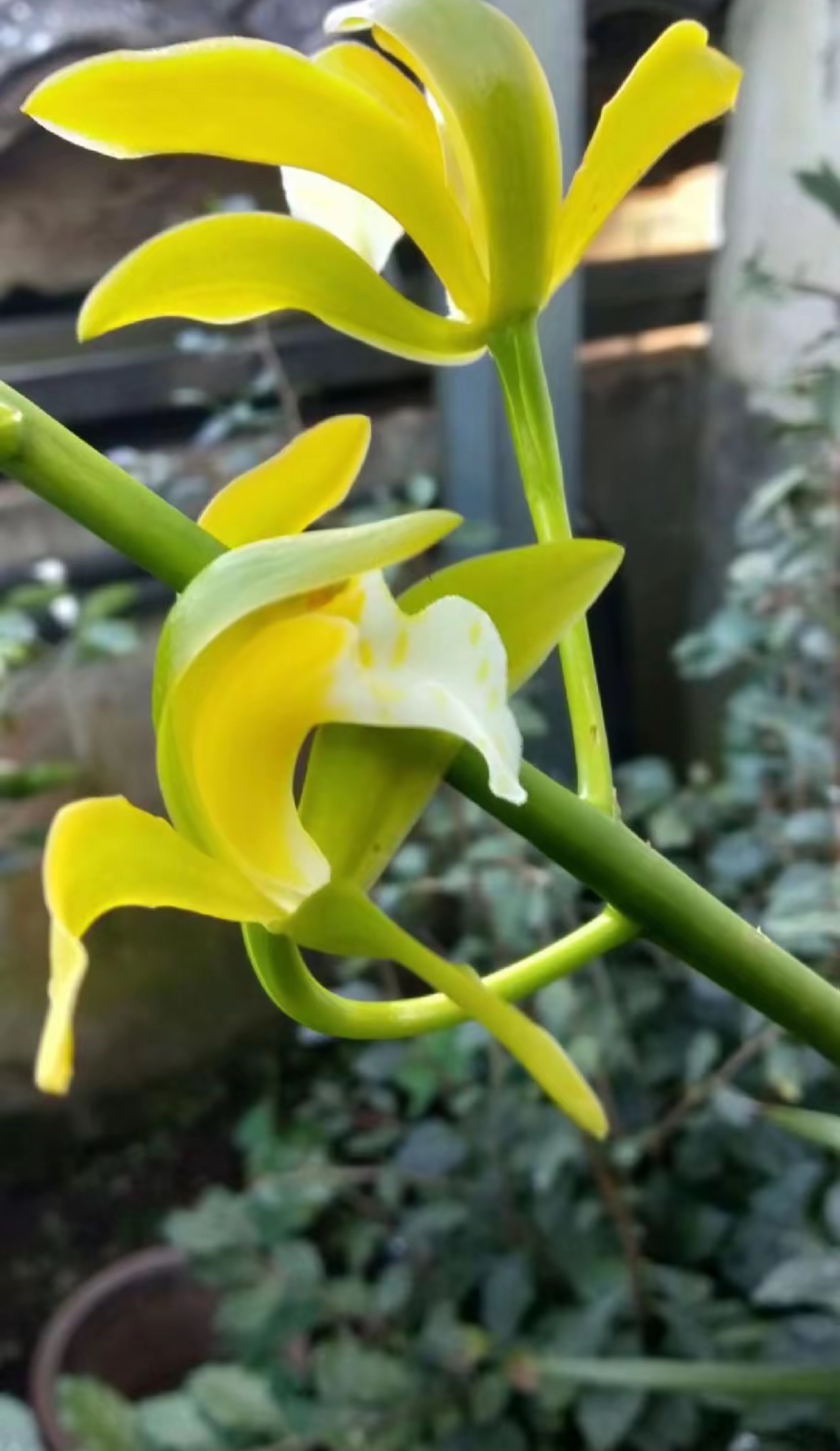 云南高黎贡山兰草