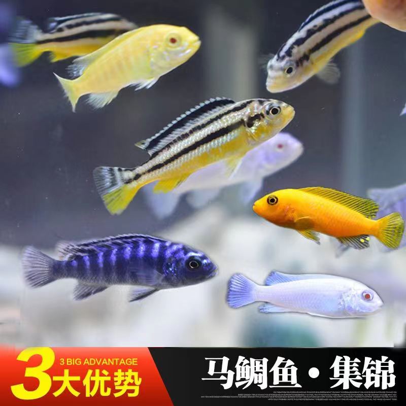 三湖慈鲷鱼中小型耐养易活热带观赏鱼包邮包活新手可养渔场直销