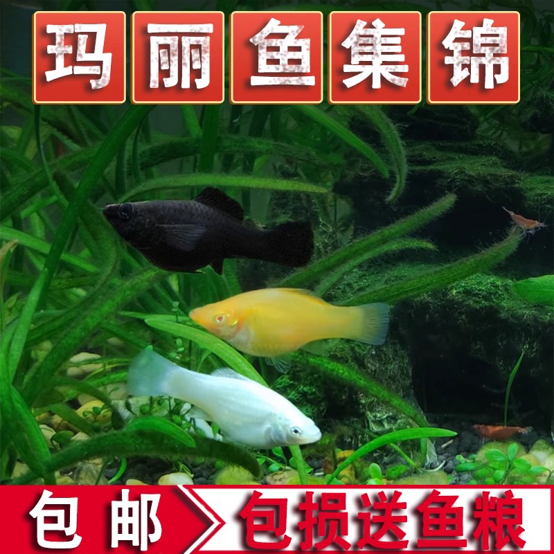 懒人宠物鱼玛丽鱼胎生鱼活体淡水小鱼观赏鱼可繁殖临产好养热带鱼