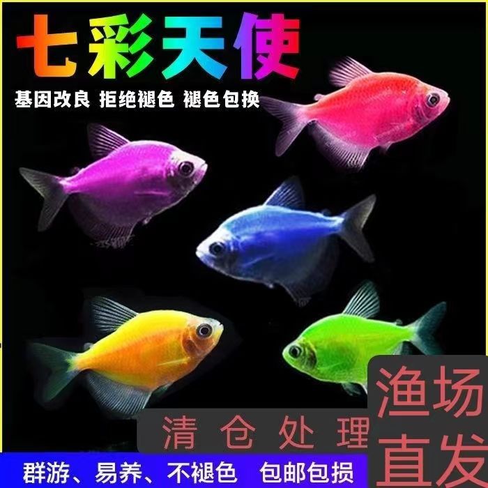 天使鱼观赏鱼彩群鱼热带鱼群游小型鱼淡水鱼好养耐活喂食