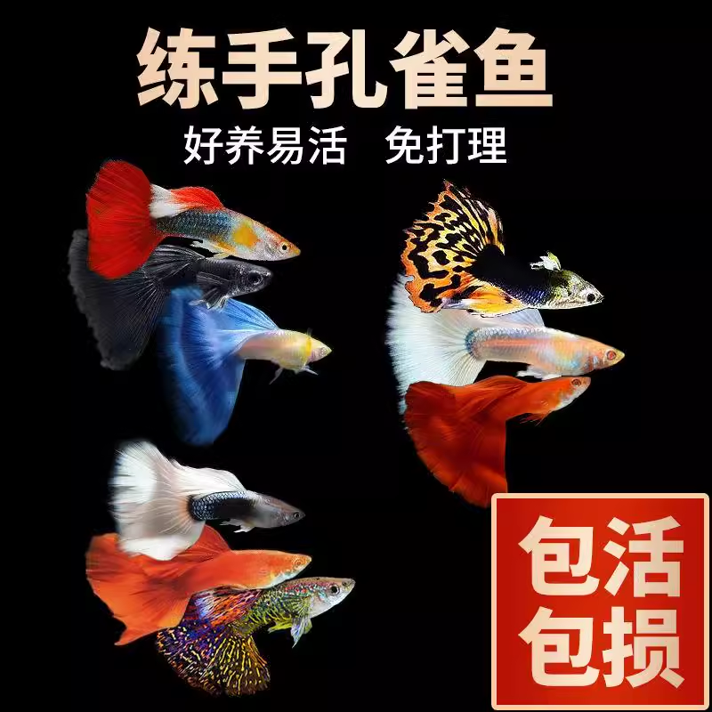 热带鱼小型活体观赏鱼孔雀鱼公母配对红扇大耳蕾丝全红凤尾胎生鱼