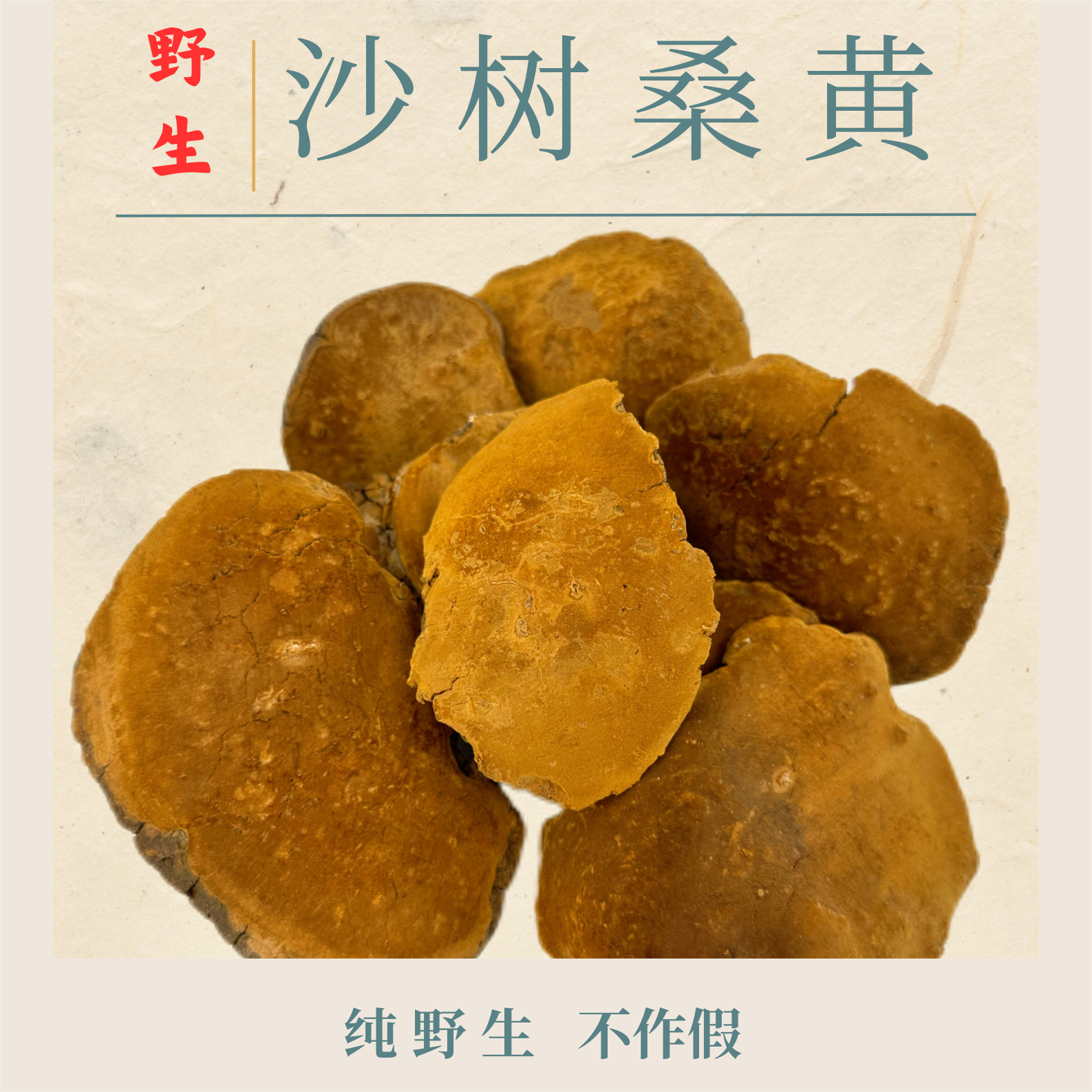 【春回滋补】藏区高海拔天然野生沙树桑黄菌