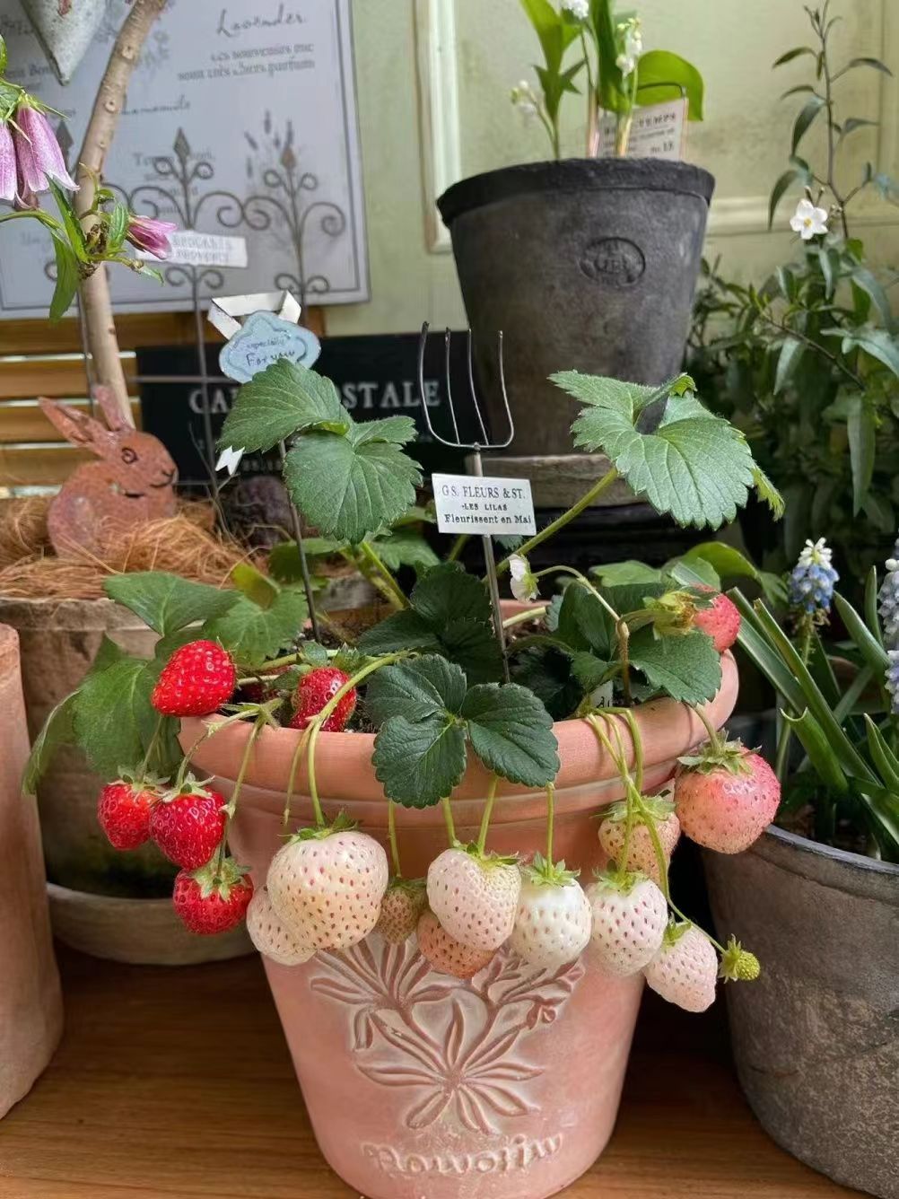 2盆草莓苗【9厘米口径培育盆】