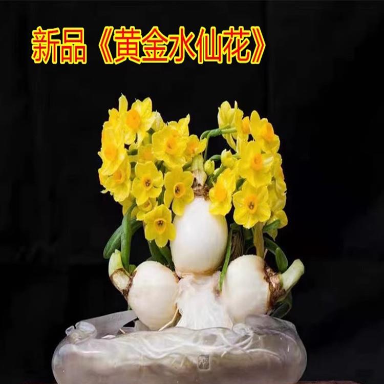 【黄金水仙花】福建漳州水仙花种球室内水养植物冬季盆栽水培花卉