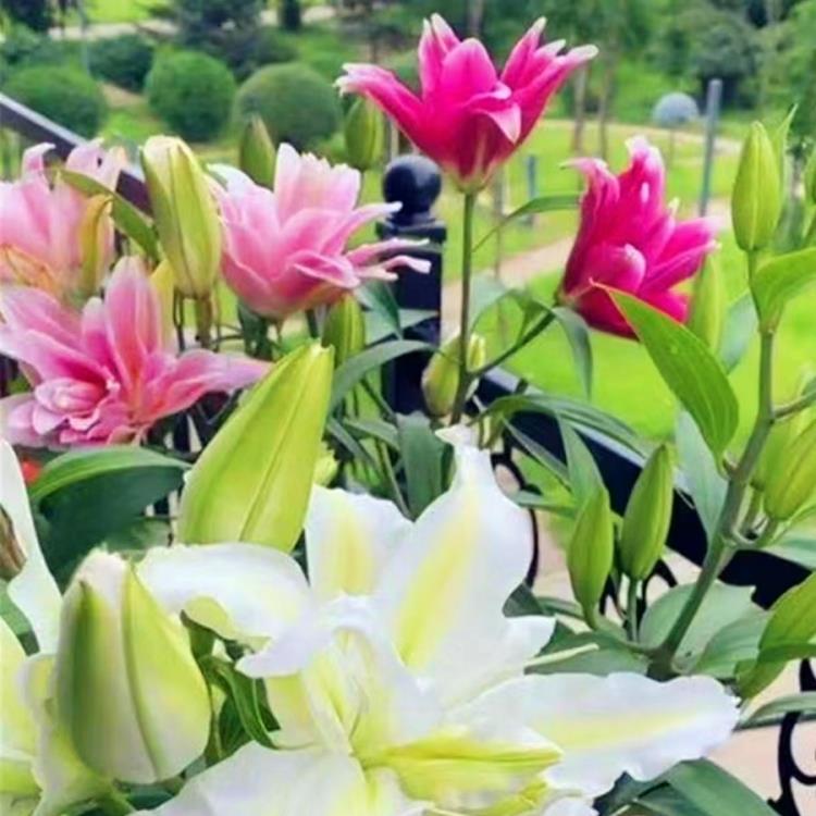 重瓣香水百合种球盆栽室内阳台四季开花多年生花卉种子多头带芽