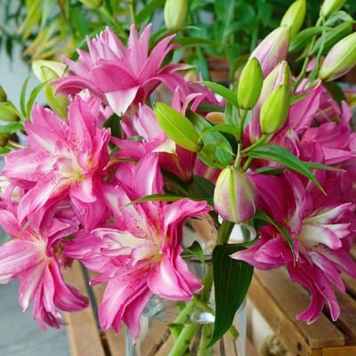 进口重瓣香水百合花种球四季开花室内阳台好养盆栽多年生花卉绿植