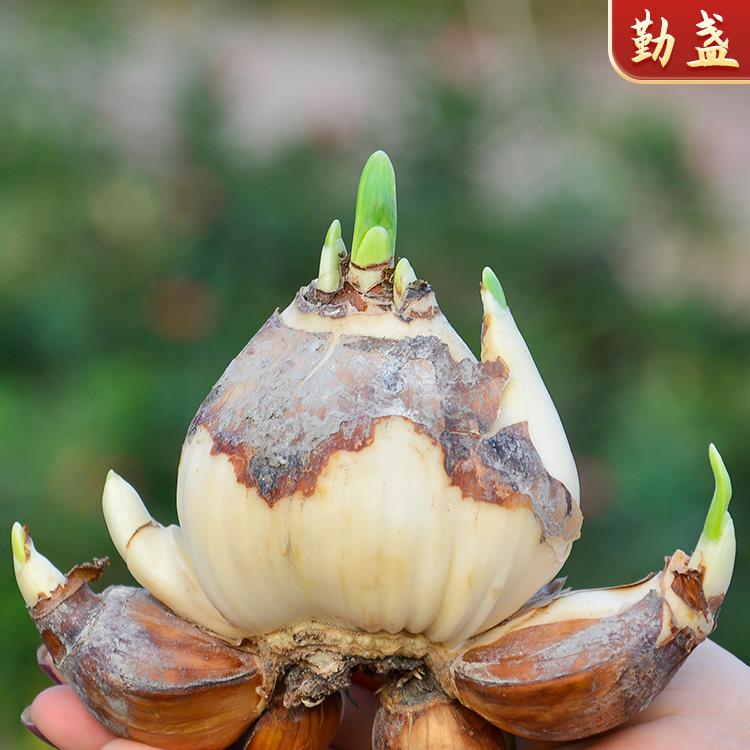 漳州水仙花种球复瓣水培冬季花卉室内水养盆栽植物重瓣单瓣花种子