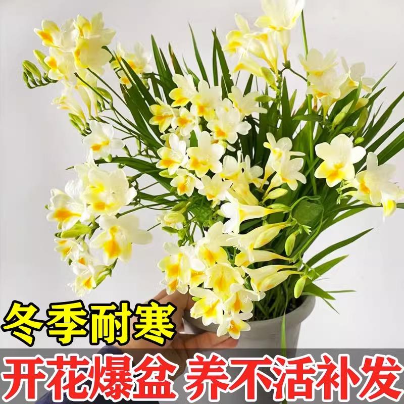 香雪兰种球重瓣小苍兰四季开花好养活观花卉盆栽球根植物种子