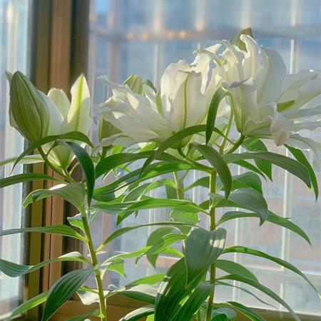香水百合花种球进口四季开花好养易活室内花卉鲜花盆栽郁金香花种