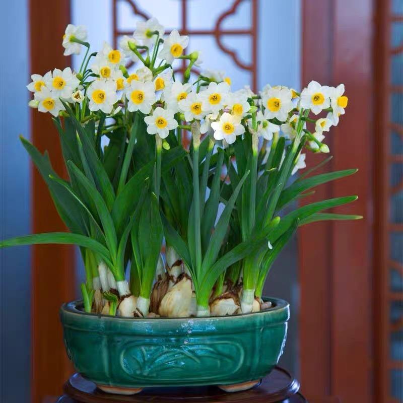 漳州水仙花种球室内阳台水培土培水仙盆栽四季花卉冬天种耐寒植物
