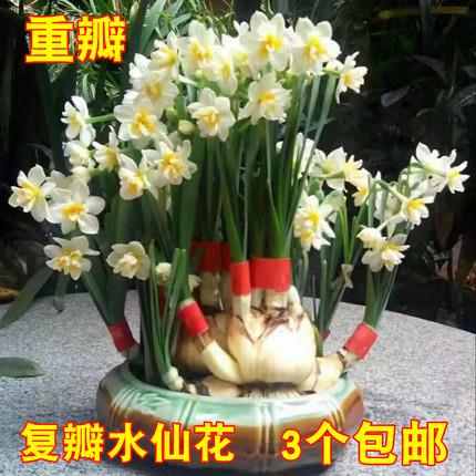 精选玉玲珑复瓣正宗漳州水仙花大种球百叶仙子重瓣水培双瓣花头
