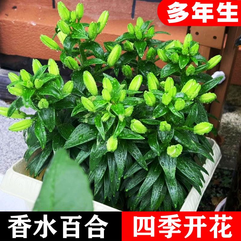 香水百合种球四季开花室内室外盆栽植物好养易活花苗重瓣花卉花种