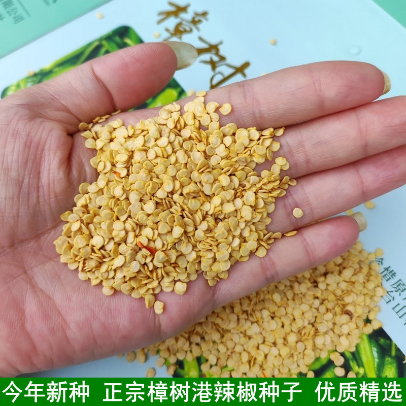 樟树港辣椒种子 湖南湘阴特产 自留优质好种正宗 辣椒籽 产地新种