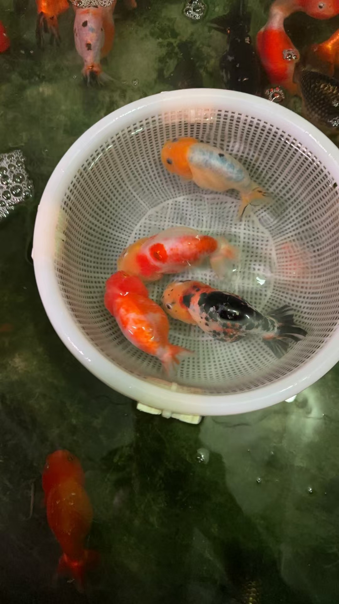 金鱼观赏鱼顶红兰寿猫狮泰狮花狮鎏金龙睛百褶冷水鱼好养耐活