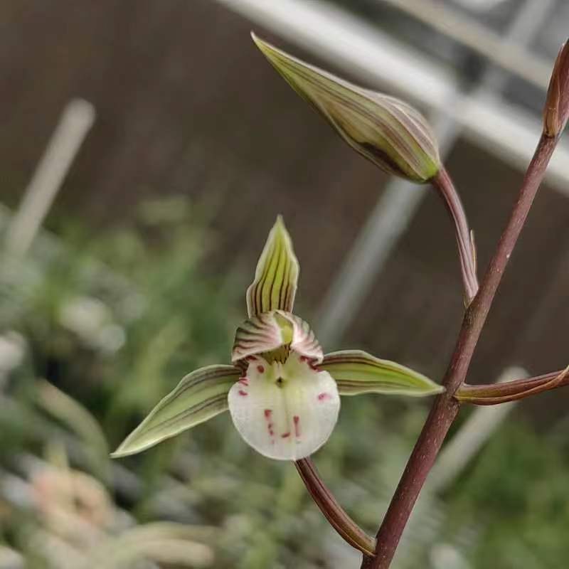 中国兰花七大品系