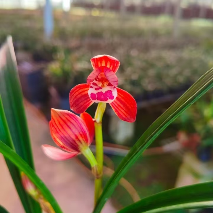 冠豸红荷 墨兰，直播间一物一拍，看好下单 不退货