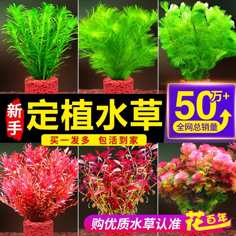 培菌石鱼缸水草造景新手便宜造景净水好养定植绿植淡水懒人水草