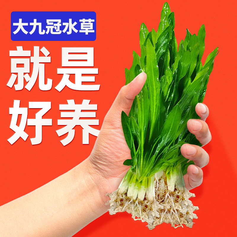 大叶九冠水草养鱼造景植物细叶铁鱼缸新手懒人活体淡水榕阴性水草