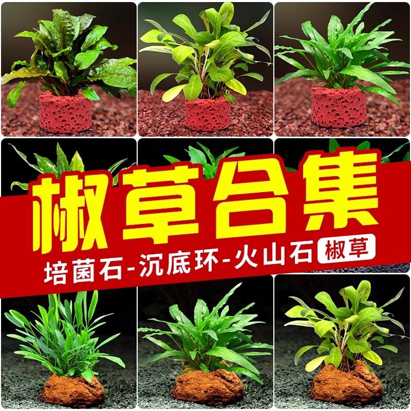 水草椒草系列阴性中前景火山石种植培菌环好养温蒂椒鱼缸造景装饰
