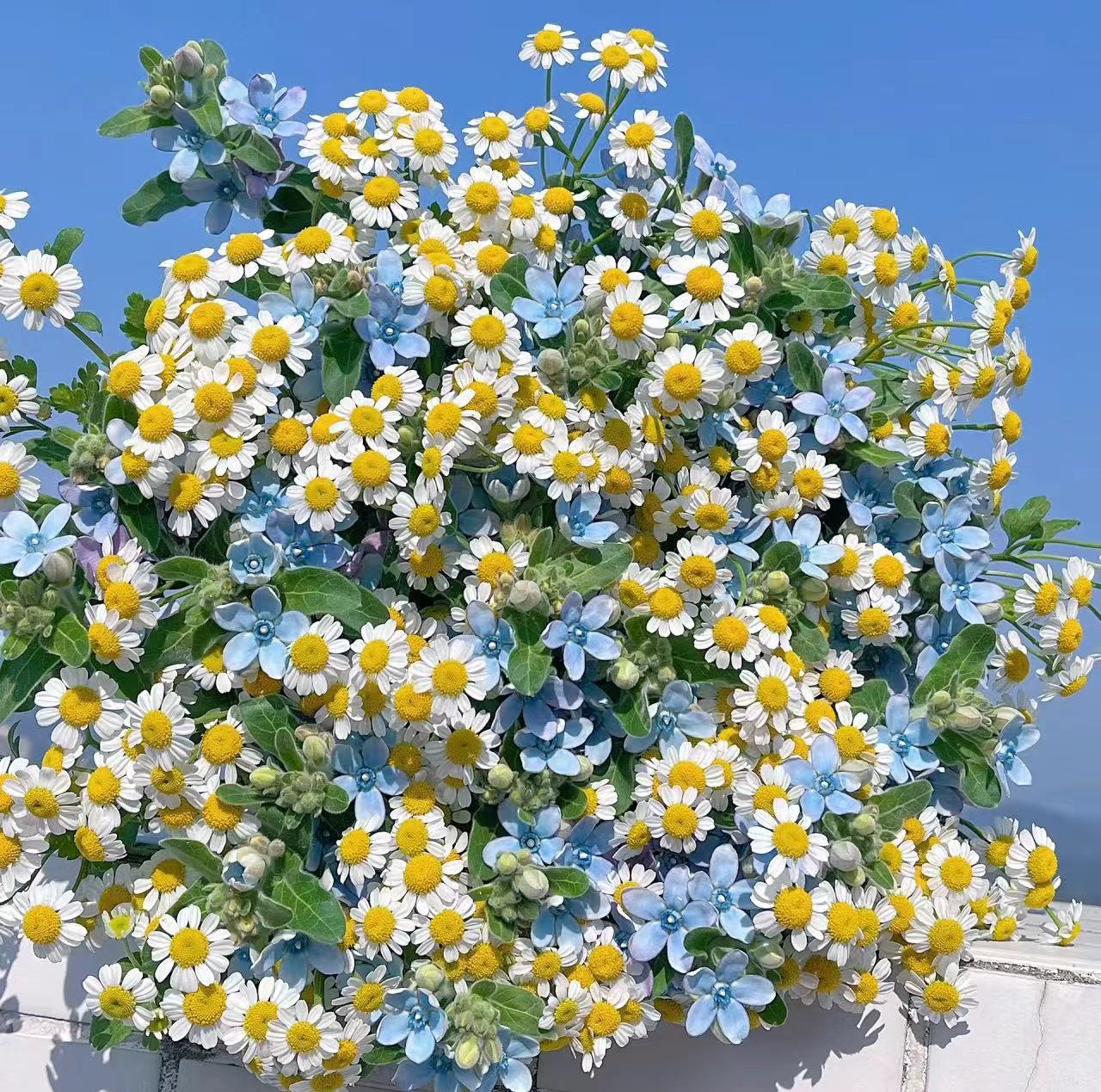 蓝星花1扎+洋甘菊1扎  全场2单顺丰包邮(损耗10%以内不售后）
