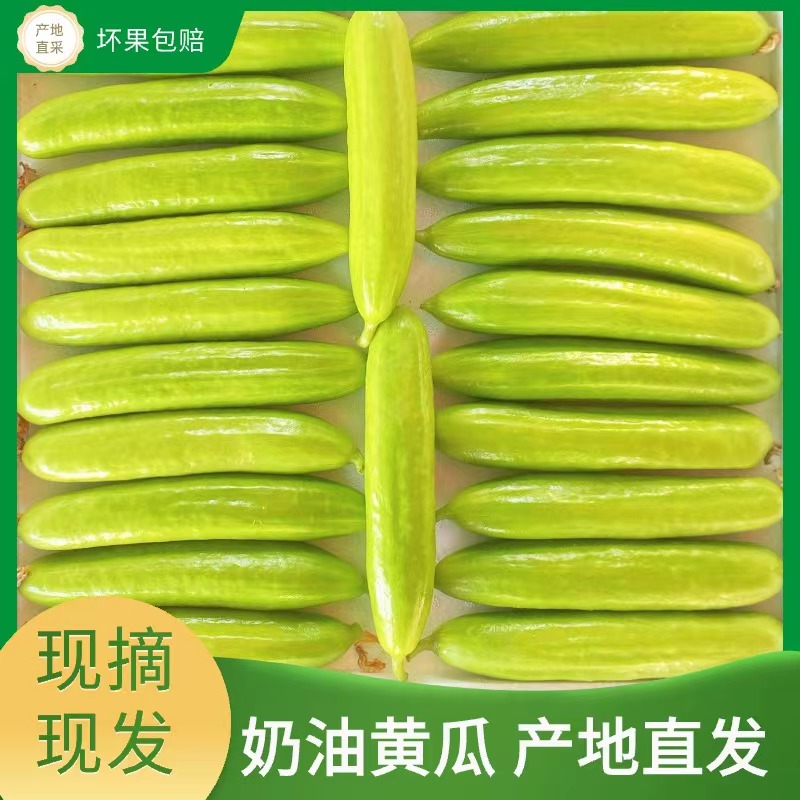 奶油小黄瓜美味可口产地直发