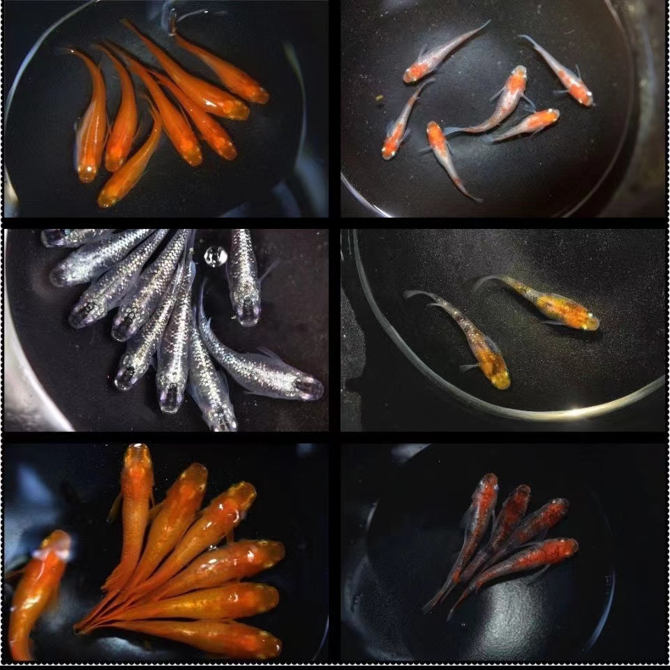 观背青鳉淡水冷水鱼不打氧易活适合生态缸新手的水族天使之翼宠物