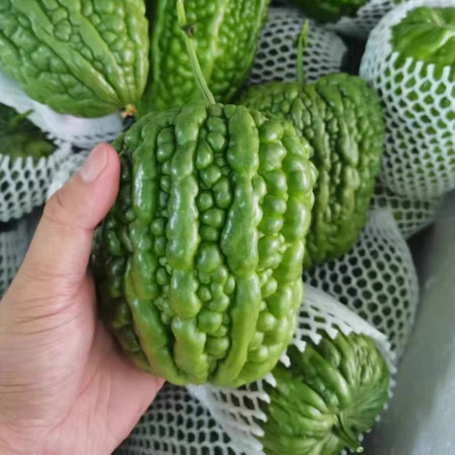 大顶苦瓜 5斤凉瓜新鲜农家自种雷公凿 肉厚甘凉下火爽脆可刺身