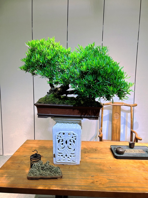 老桩青嘴栀子花（罗汉金丝楠木栀子适用造景产品养护光照根系场景