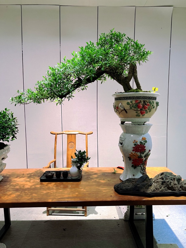 悬崖海岛小叶栀子花不含底座