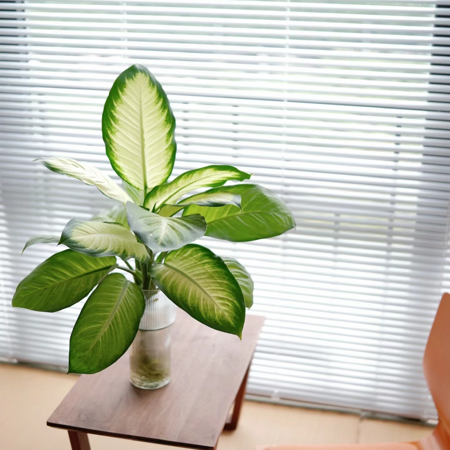 【赠】水培翡翠玛丽安室内植物四季好养室内植物售后水养高级感鲜活