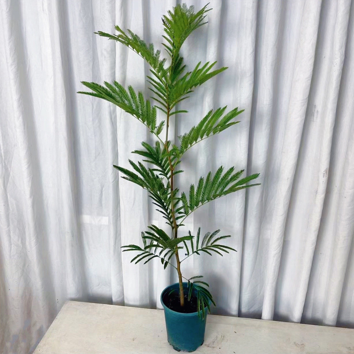 密叶猴耳环室内绿植盆栽办公室阳台花卉电视柜网红ins风家居装饰