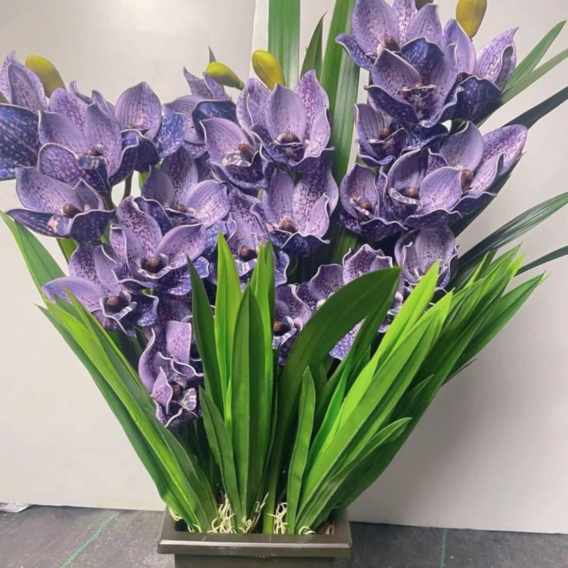 紫色花卉室内盆栽地栽种植四季常青年宵花卉开花庭院种植阳台养好