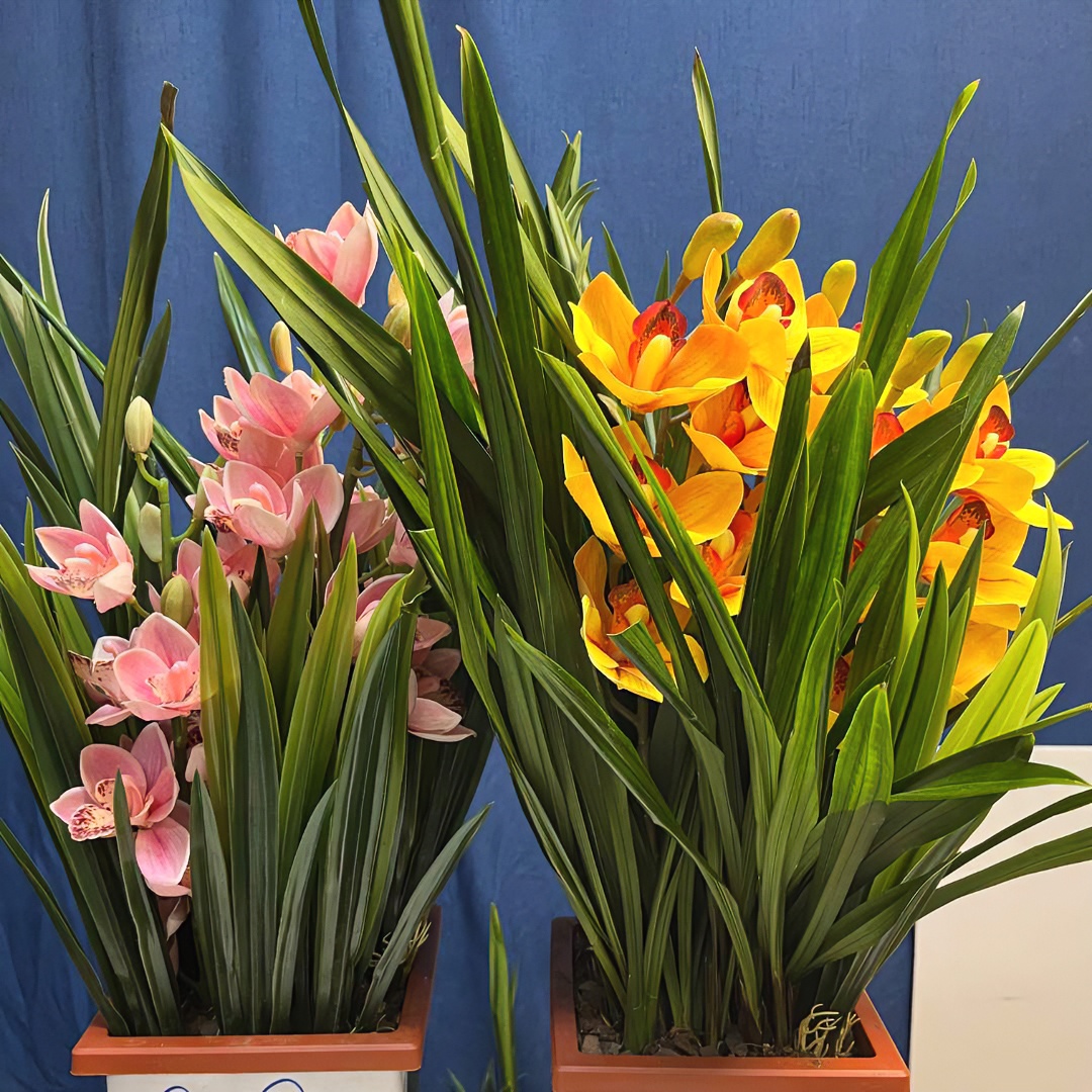 【粉美人+黄金万两】大花蕙兰，室内室外好养活盆栽土栽带花剑年宵花