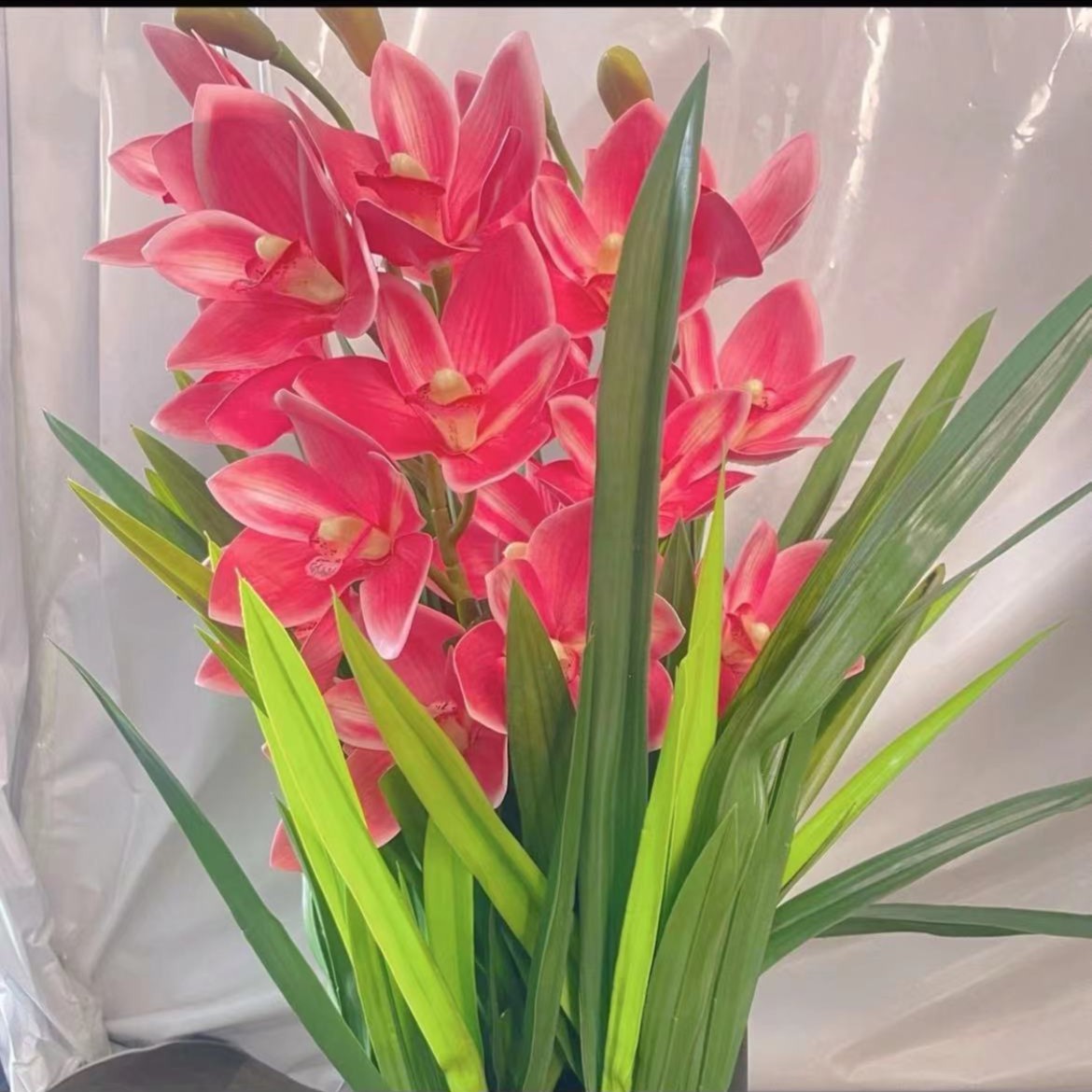 粉红色花卉室内盆栽地栽种植四季常青年宵花卉开花庭院种植