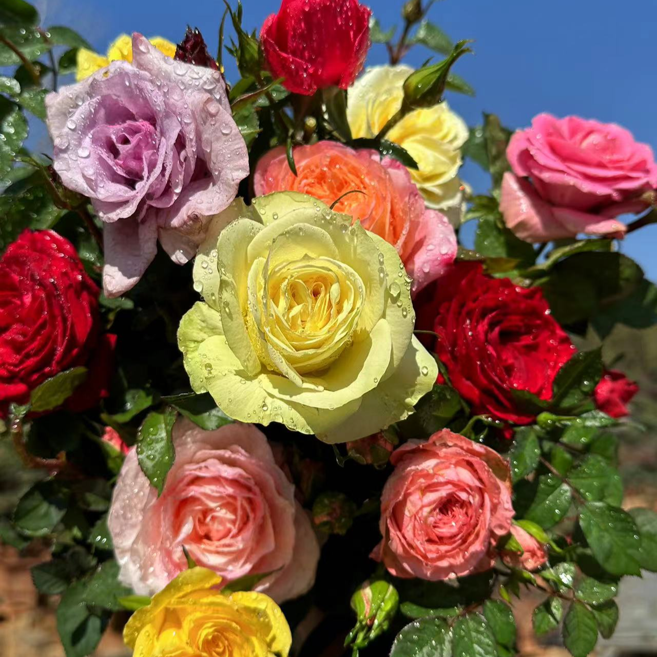 永福【多色+天方夜谭】阳台庭院耐热耐寒四季开花清香型多分支植株