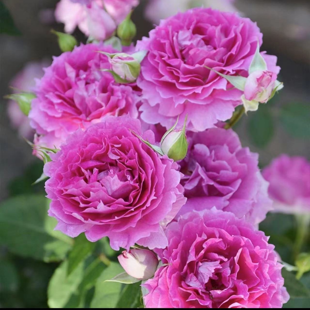 晶彩【天方夜谭+破晓】四季开花耐热耐寒种植发货好养护夏季