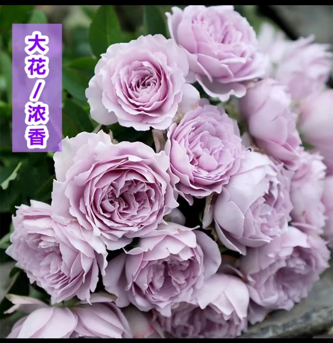 永福【蓝色风暴+天方夜谭】新手款开花植株易种植开花植物庭院阳台