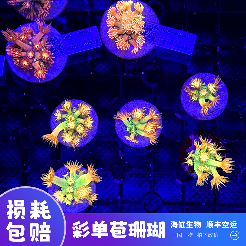澳洲彩单苞台湾正彩马卡龙单苞一图一物