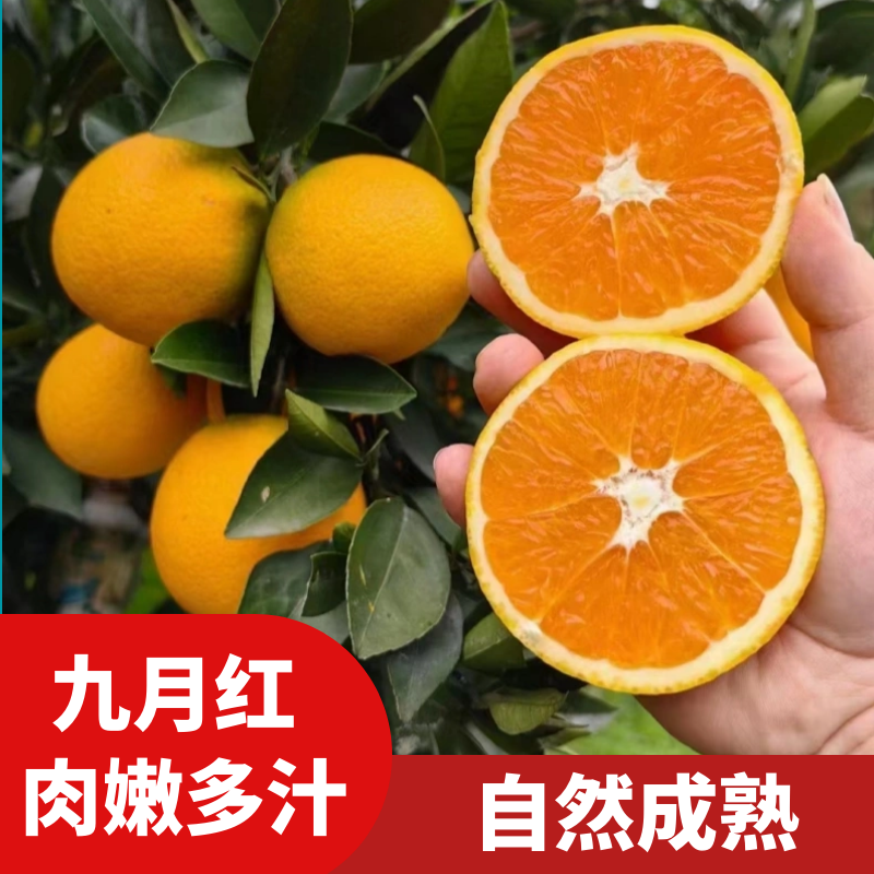果冻橙 新鲜 中大果 新鲜水果爆汁九月红果冻橙当季现摘 自然成熟
