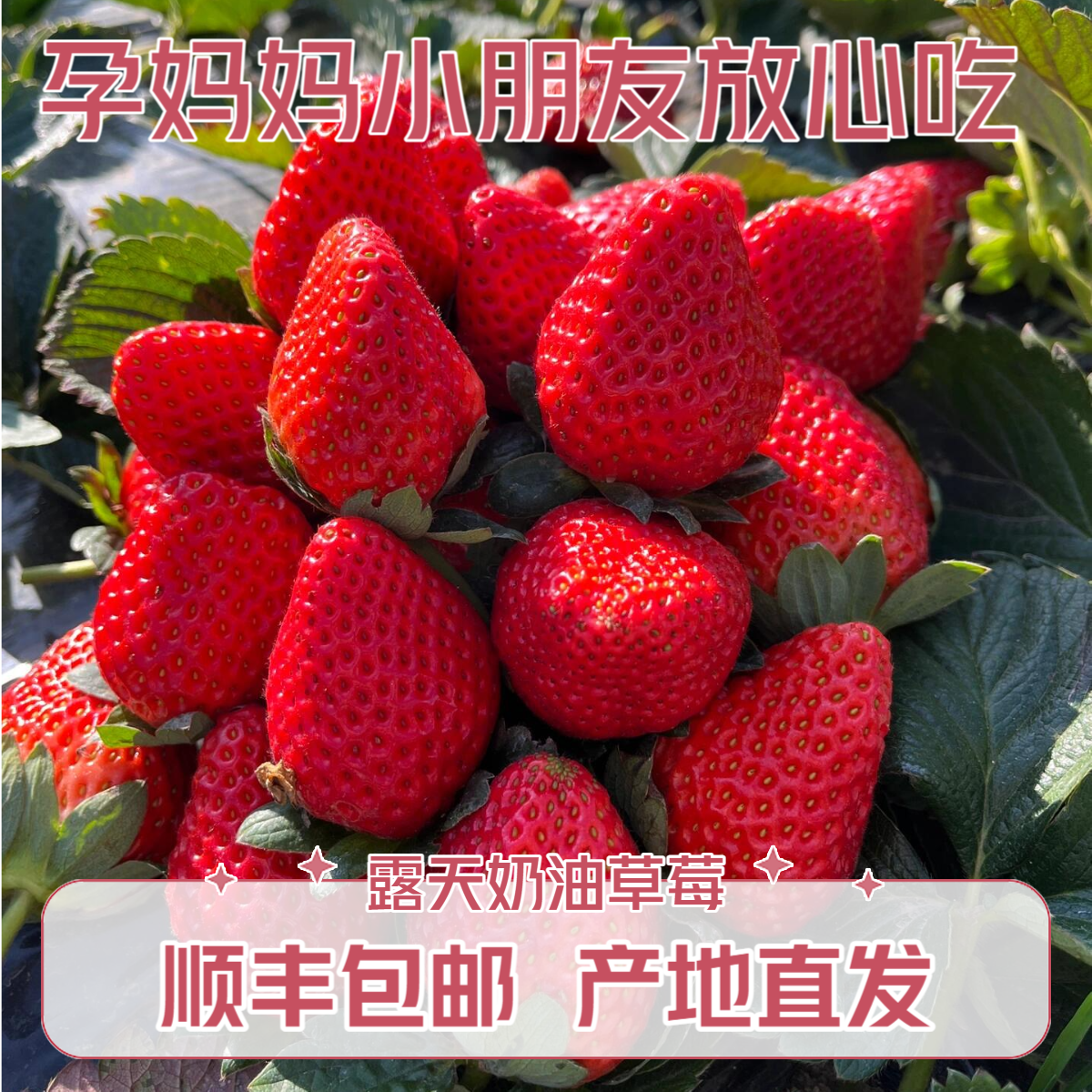 草莓福利【顺丰】奶油草莓❤大凉山露天草莓新鲜采摘孕妇水果3斤