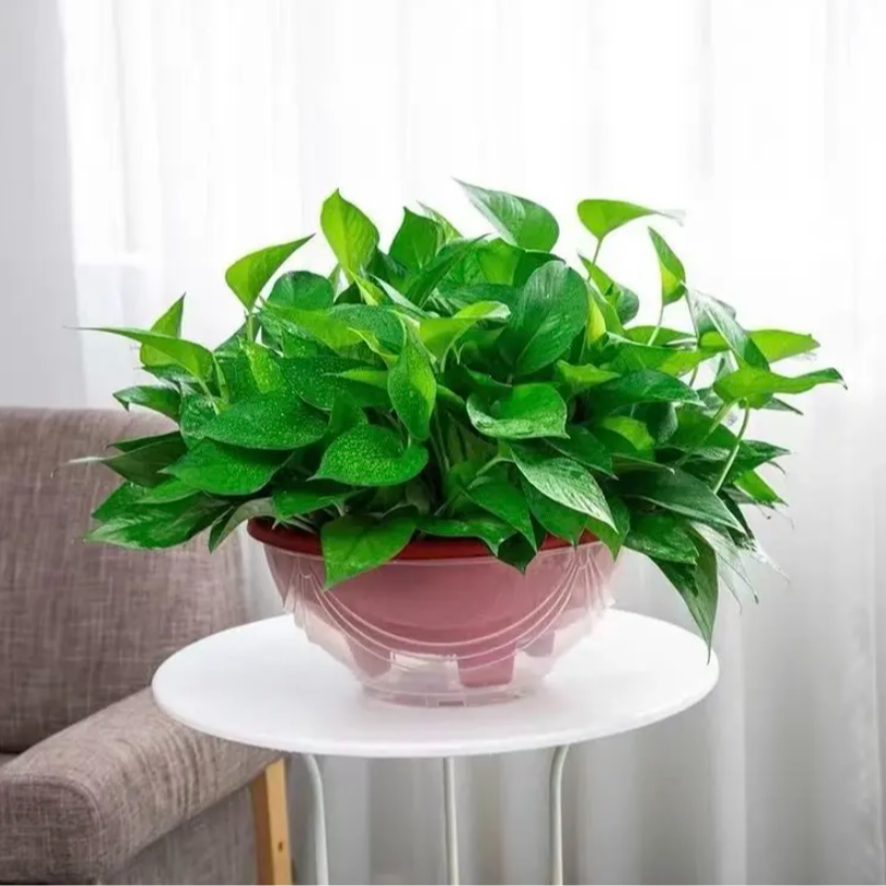 室内盆栽好养绿植绿萝新房