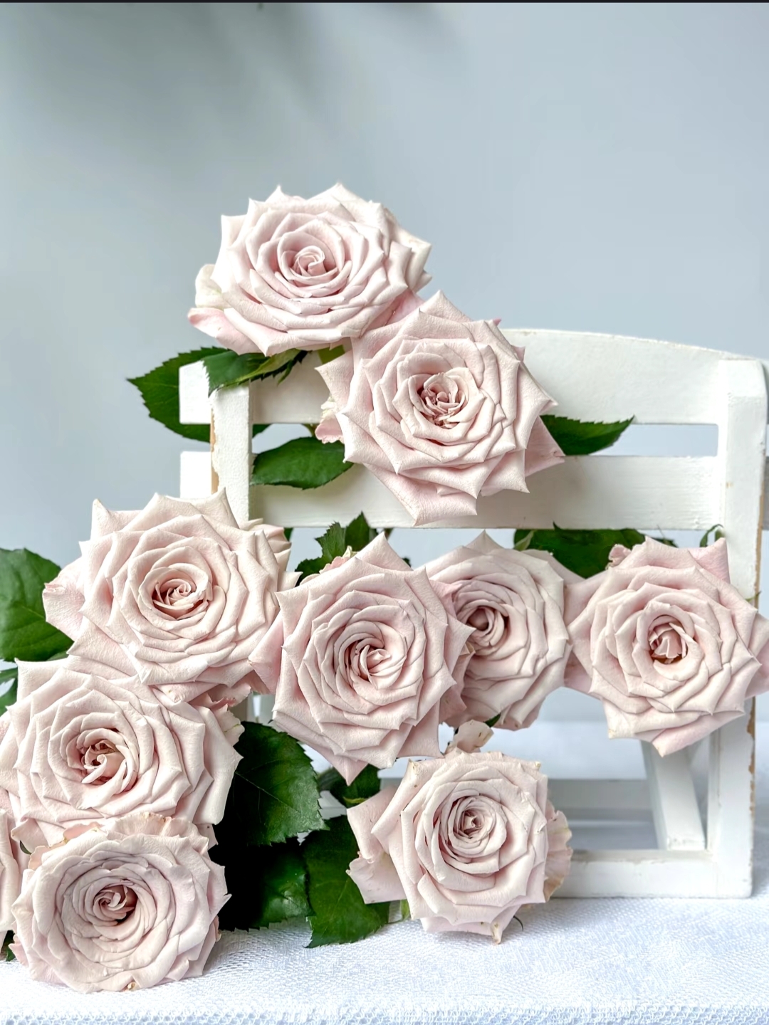 【九里花田】曼塔玫瑰-基地直发-1单普通快递两单发顺丰