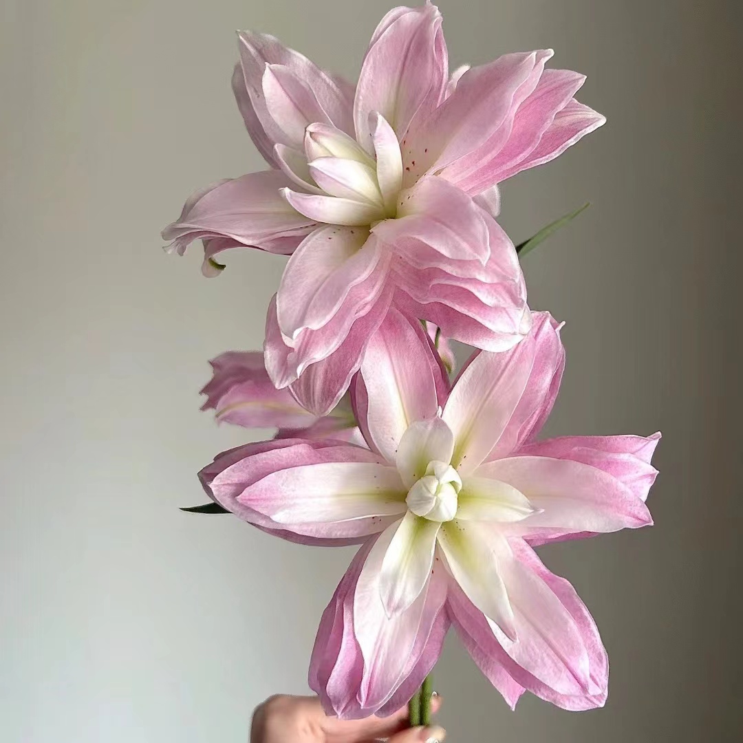 【大聪明卖花】莲花微风重瓣百合任意两单升级顺丰冷链或德邦快递