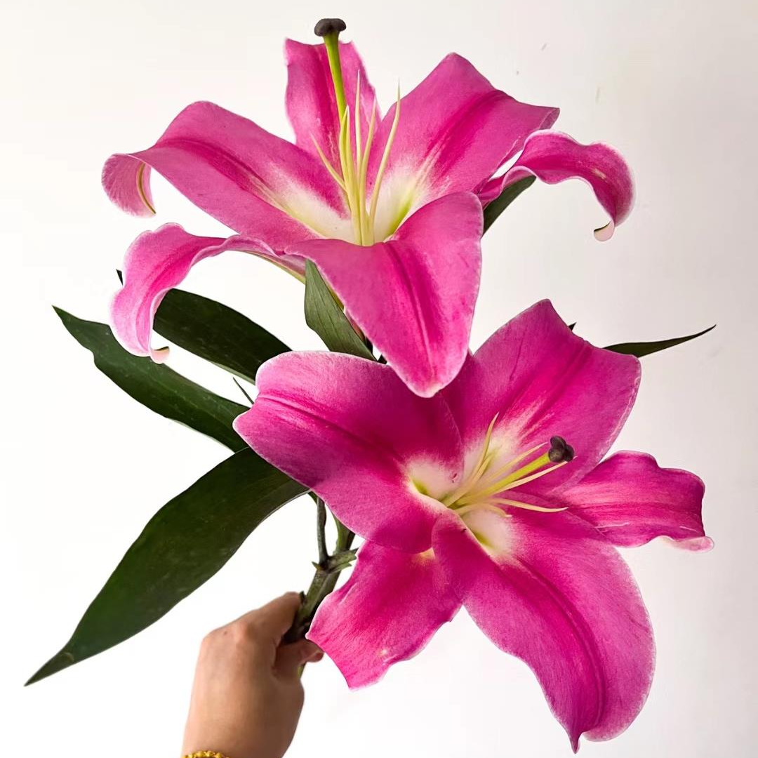 【大聪明卖花】帕拉佐 香水百合 任意两单花材顺丰冷链或德邦快递